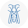 Charlton Wasp Nest Removal